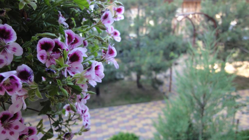 זאטוקה Villa Sosnovy Bor מראה חיצוני תמונה