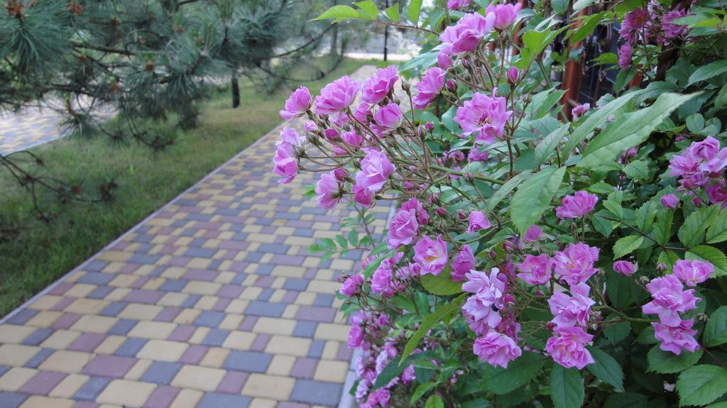 זאטוקה Villa Sosnovy Bor מראה חיצוני תמונה